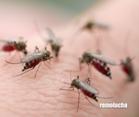 ¿Cómo hacen los mosquitos para encontrarte?