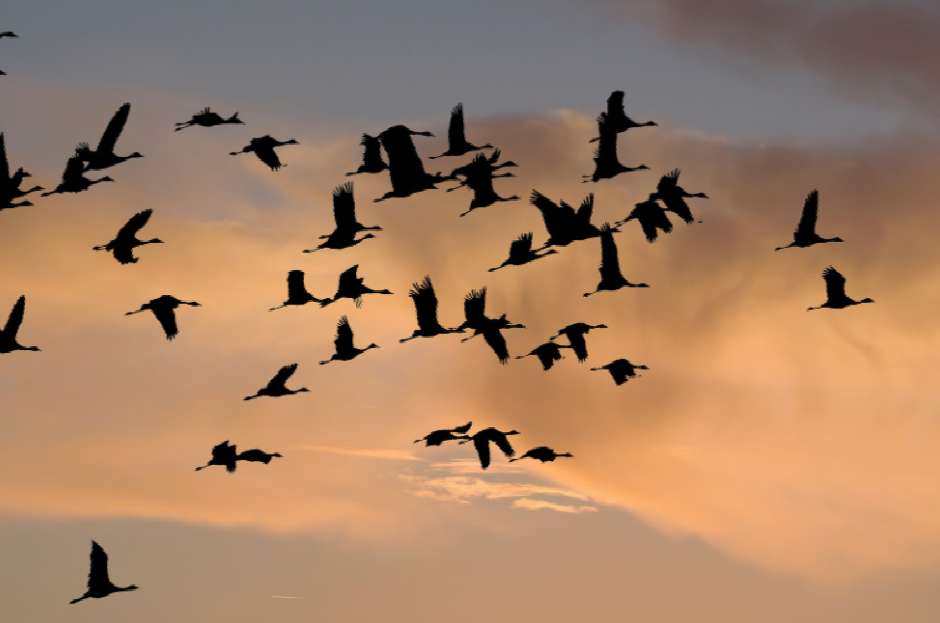 Día Mundial de las Aves Migratorias