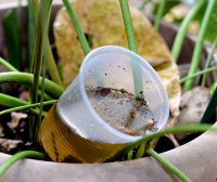 RD acumula 71 casos de dengue en 14 semanas