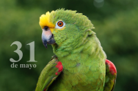 Hoy es el Día Mundial del Loro