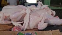 Denuncian colmaderos disparan el costo de la libra de pollo