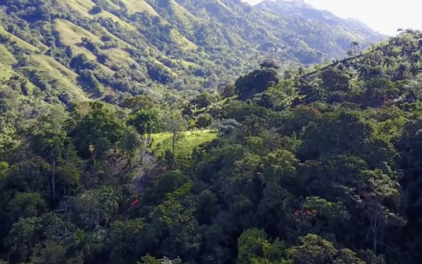 Día Internacional de los Bosques