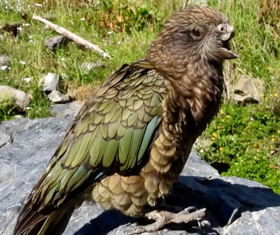 Bruce, el loro sin pico que se convirtió en macho alfa