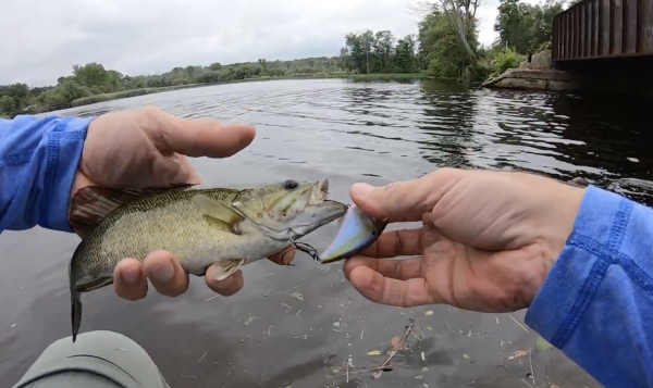 Aprueban el consumo de pescados del río Hudson
