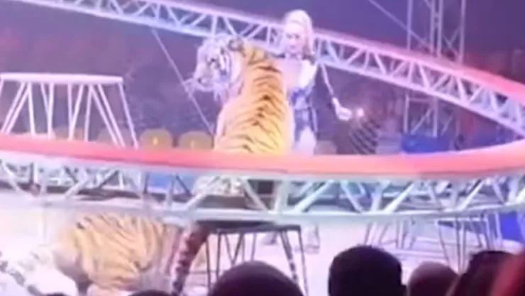 Tigre salta al público y desata pánico en Rusia