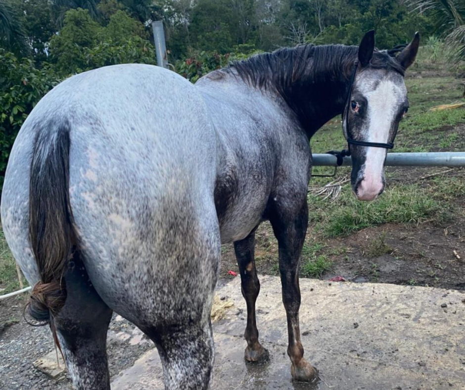 Descarga eléctrica mata yegua de US$15,000 cerca de escuela