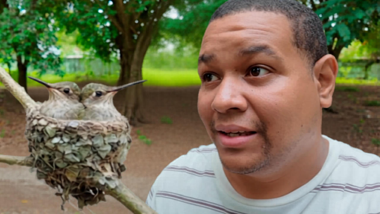 La dura realidad de los colibríes dominicanos (video)