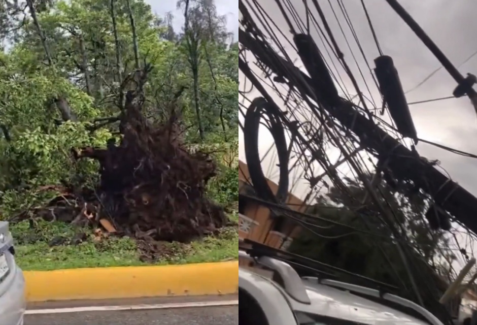 Fuertes lluvias y vientos provocan caídas de árboles en el GSD (video)