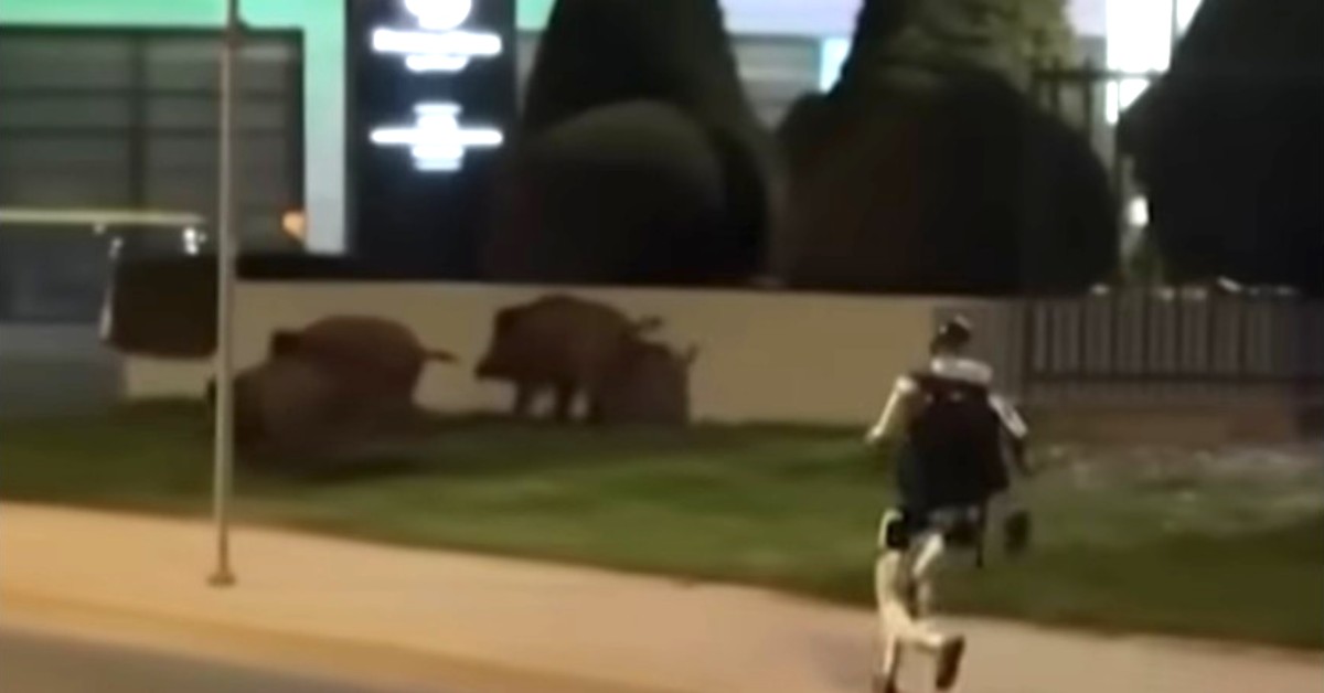 Viral: Un robot para espantar vainas (video)