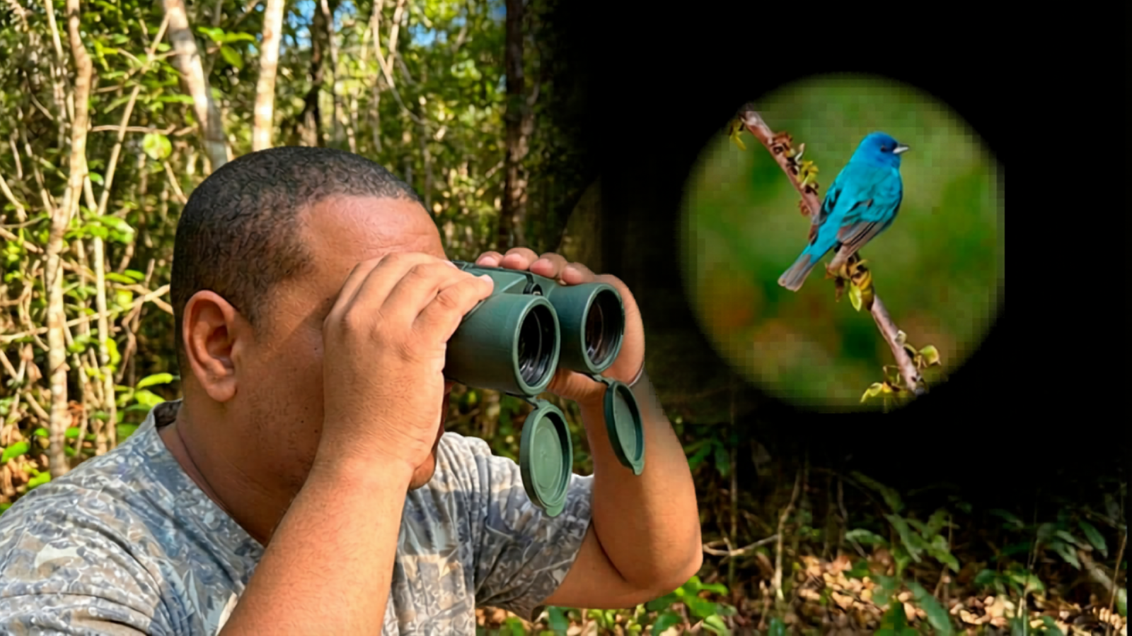 Un ave azul en pleno bosque dominicano (video)