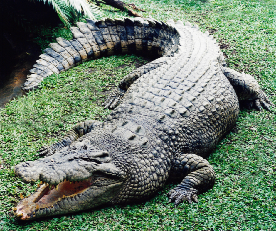 Ataque de cocodrilo en zoológico del Bronx