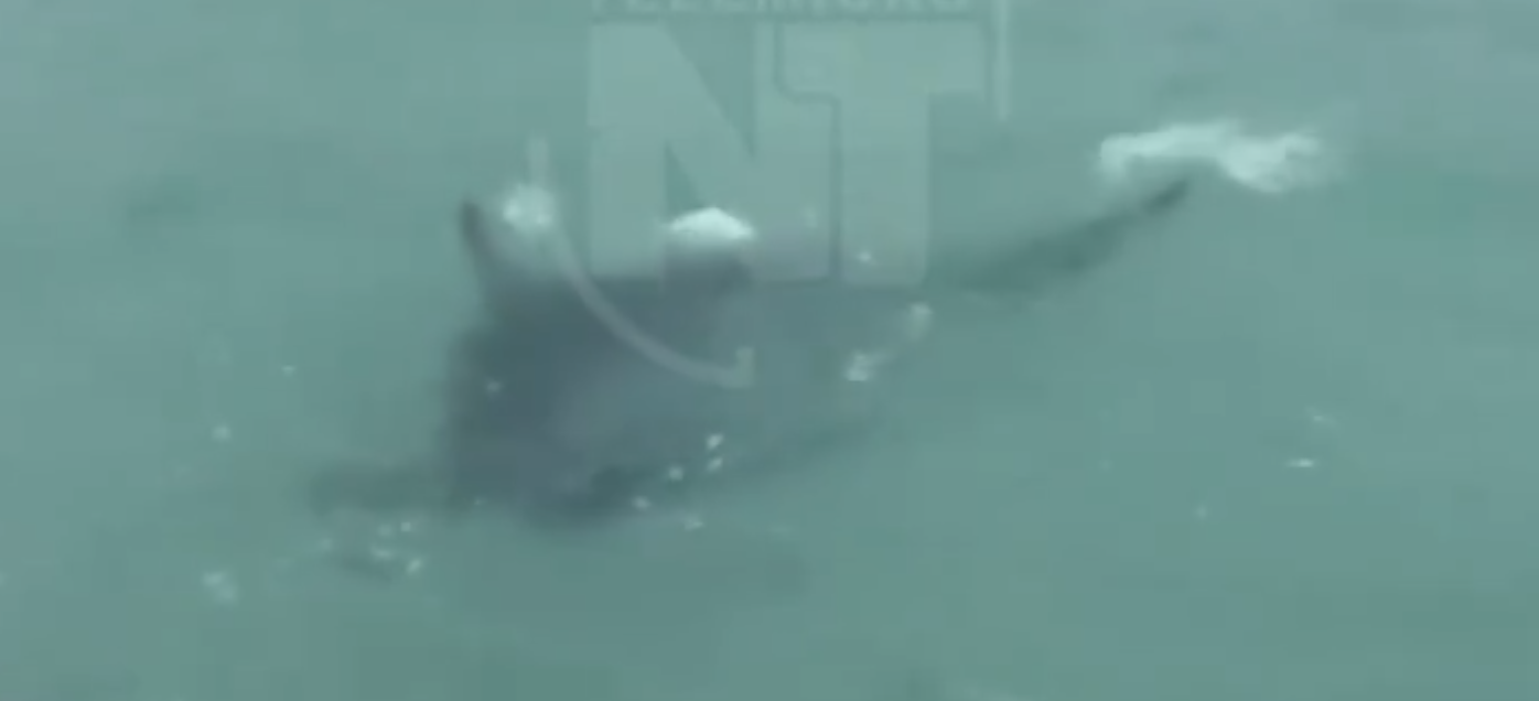 Tiburón martillo chillin en playa mientras había bañistas (video)