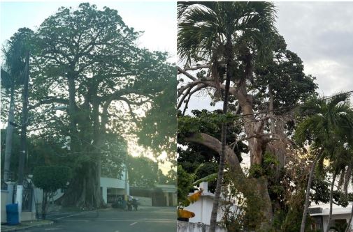 Denuncian presunto deterioro intencional de árbol centenario