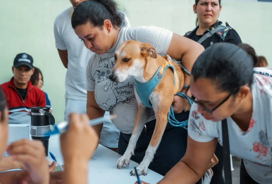 Alcaldía del Distrito Nacional esteriliza a 100 perros y gatos