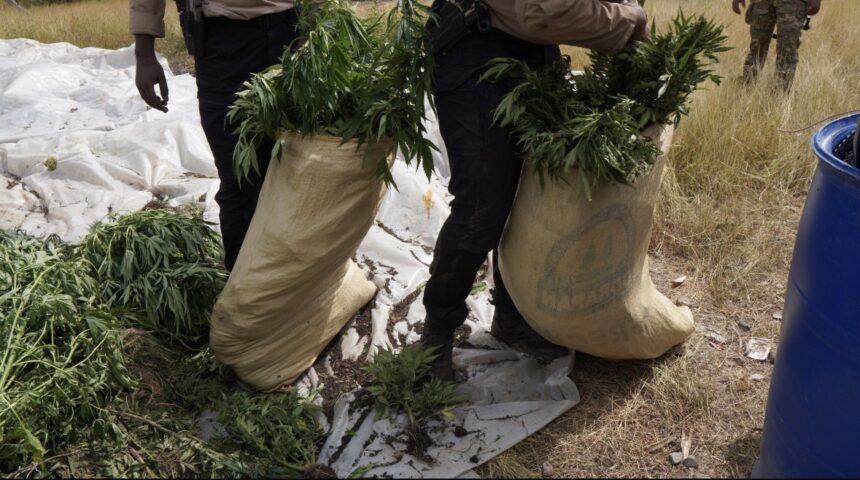 DNCD desmantela plantación de marihuana en San Jos