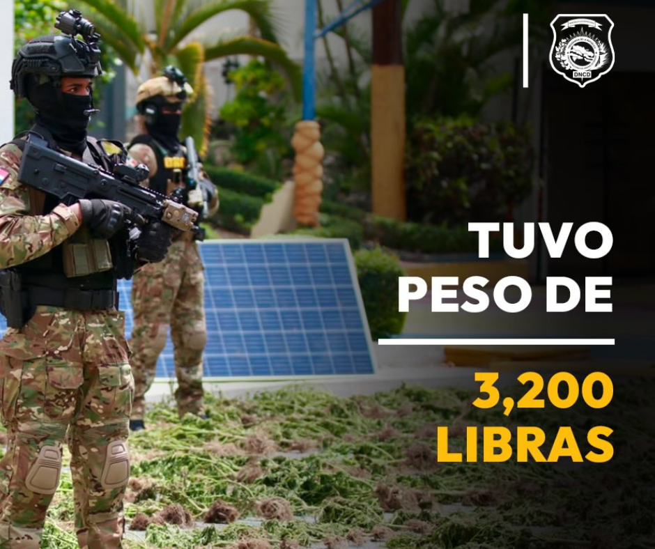 Cultivo de marihuana en Ocoa totalizó 3,533 plantas (Imágene