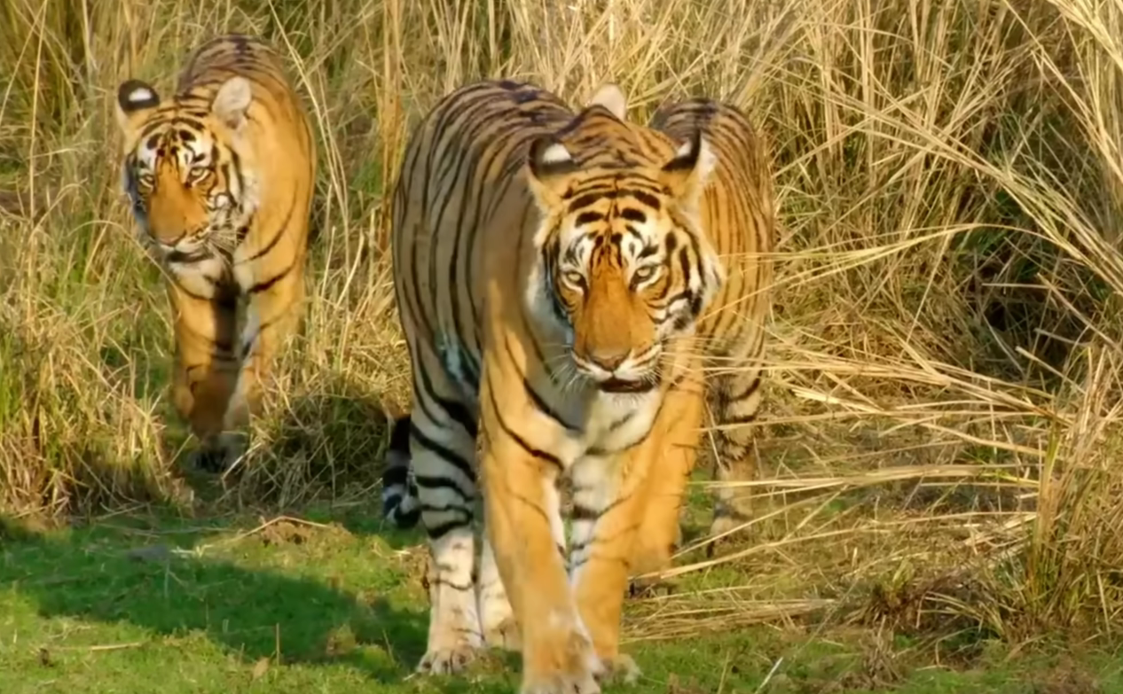 Tigres matan a cuatro personas en la India