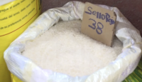 ¿Cómo proteger el arroz dominicano?